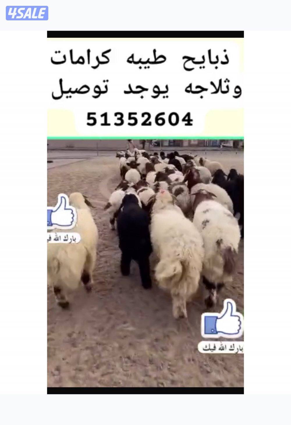 للبيع ذبايح محليه عندنا ذبح و توصيل0