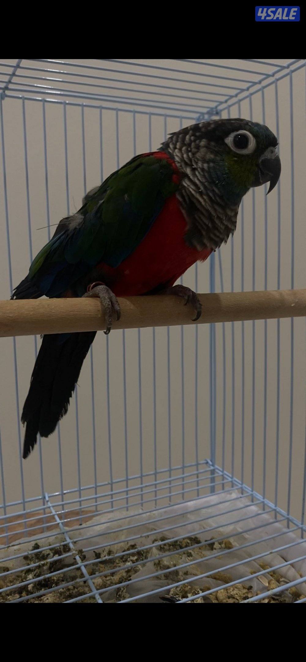 طيور للبيع0