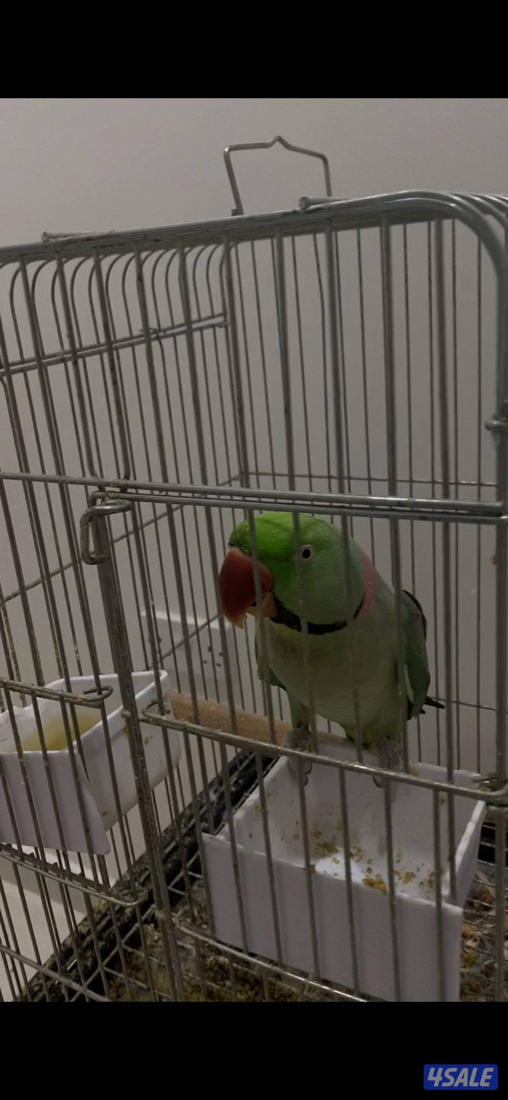 طيور للبيع1