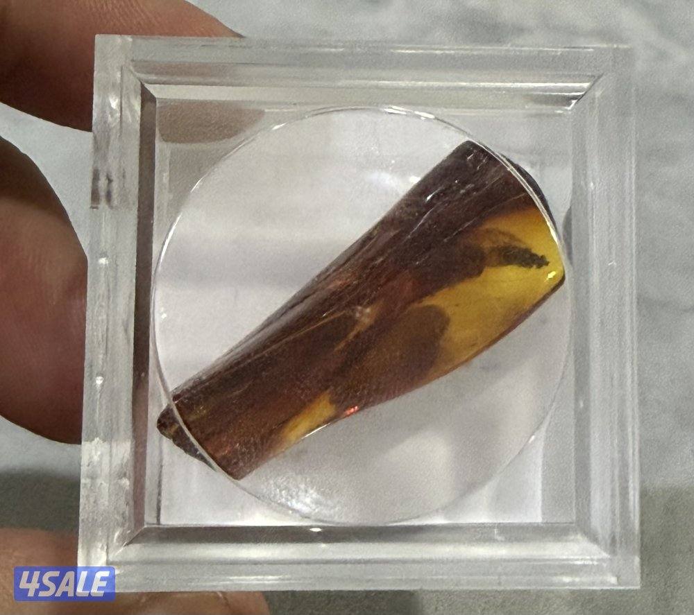 قطعة حجر كهرب محشر1