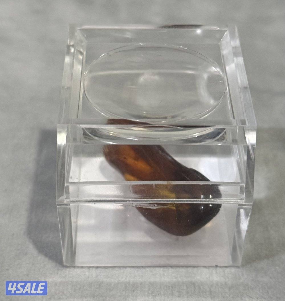 قطعة حجر كهرب محشر2