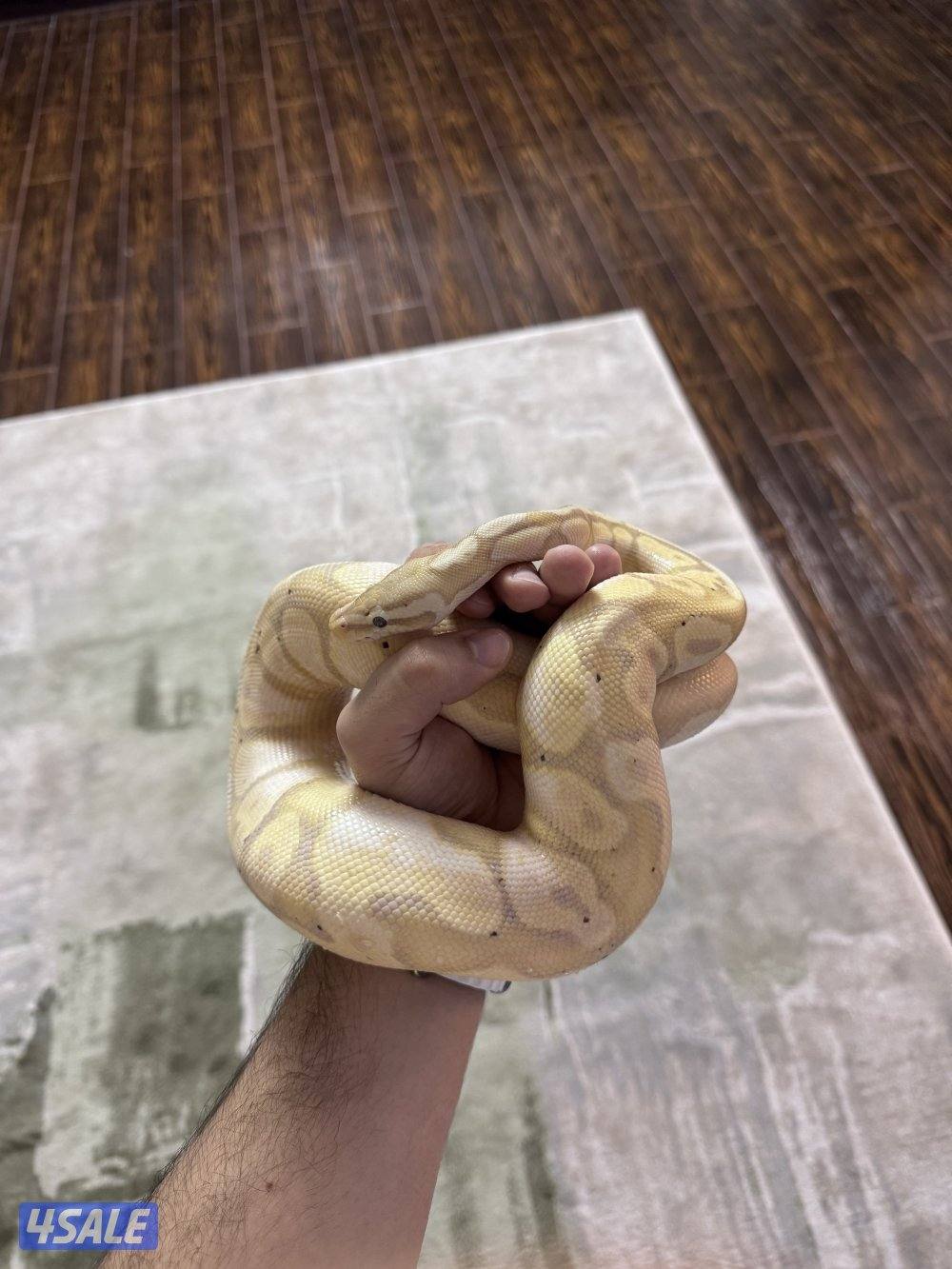 Pastel Calico Banana Ball Python0