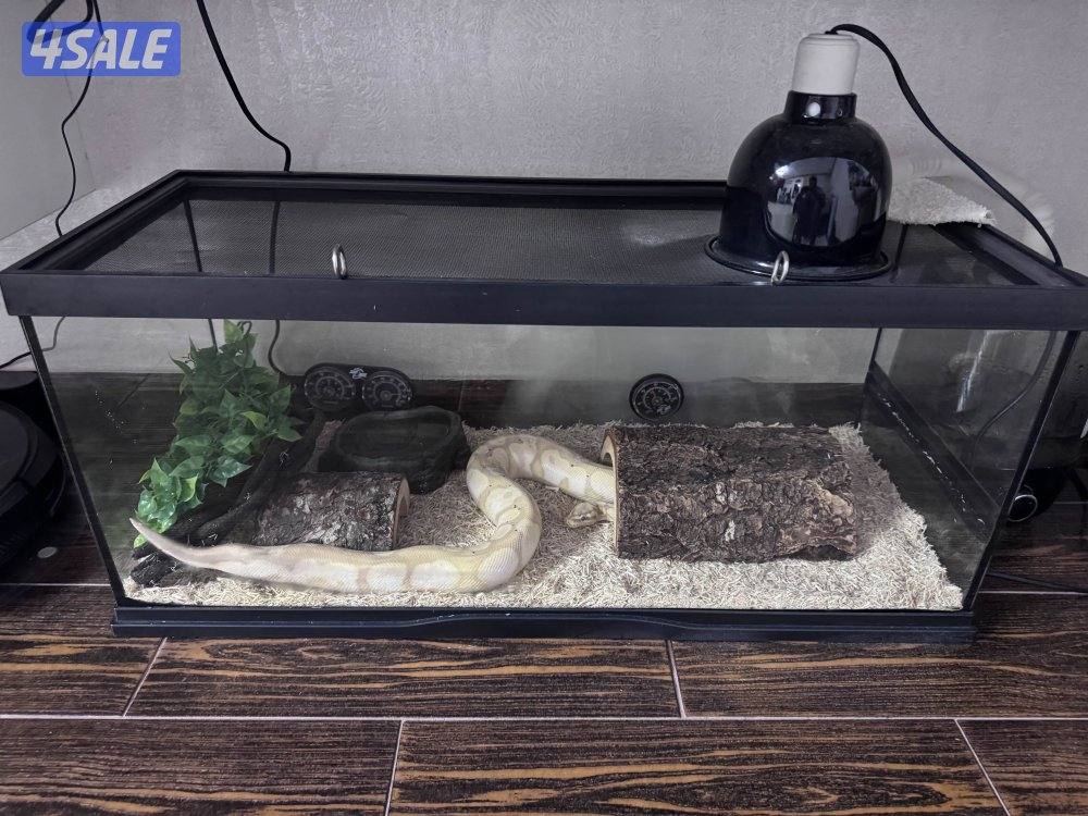 Pastel Calico Banana Ball Python1