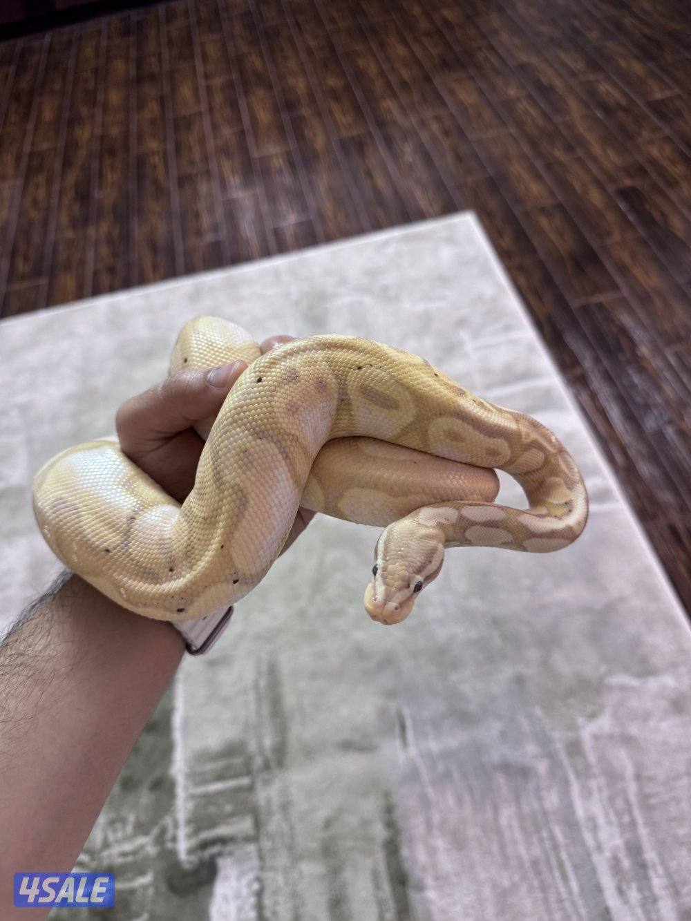 Pastel Calico Banana Ball Python2