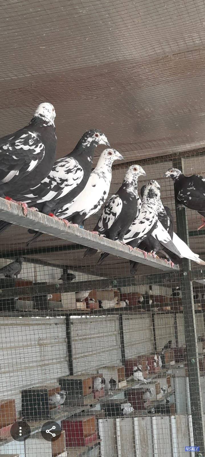 للبيع حمام زاجل دم صافي بيور
زاجل كارل ميولمنز 
و بوارين
أزواج جملة0