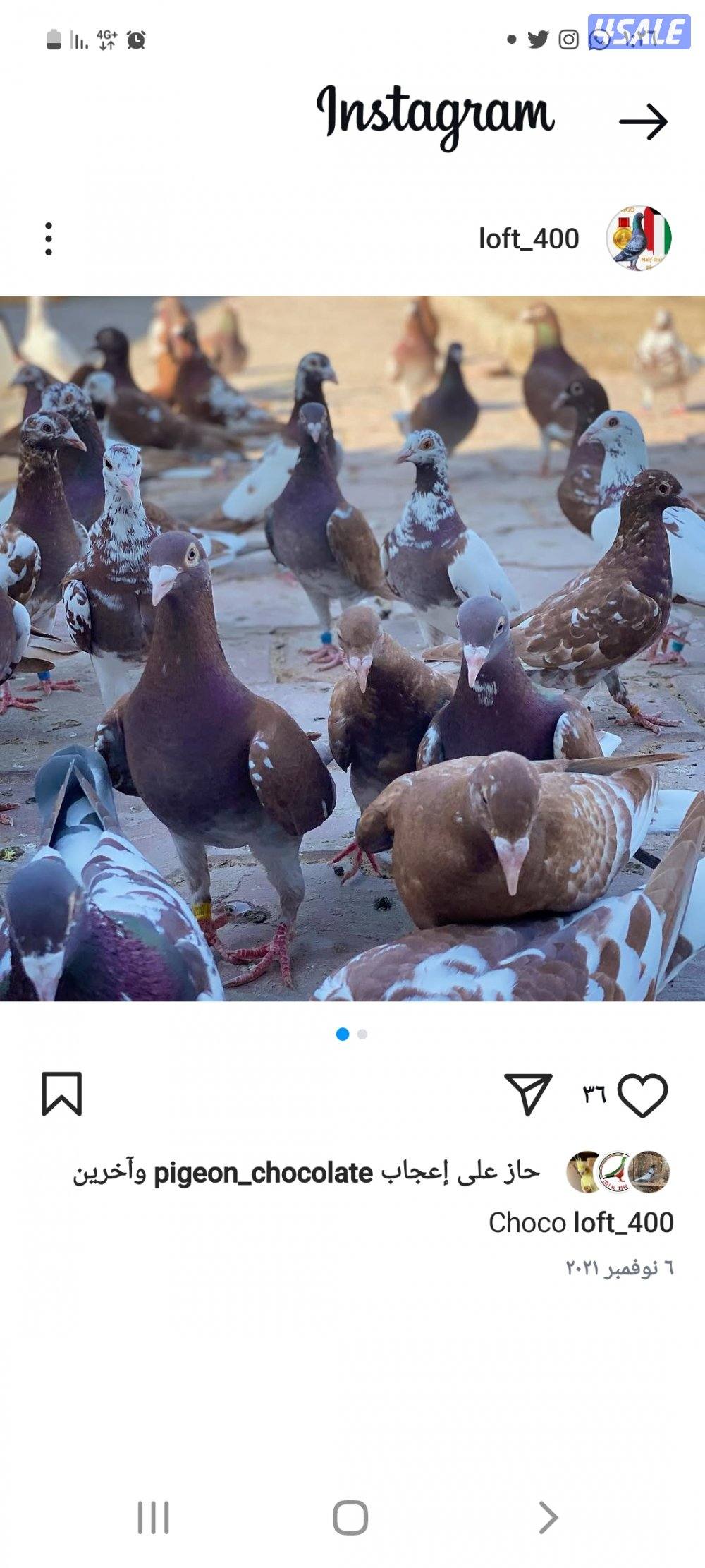 للبيع حمام زاجل دم صافي بيور
زاجل كارل ميولمنز 
و بوارين
أزواج جملة3