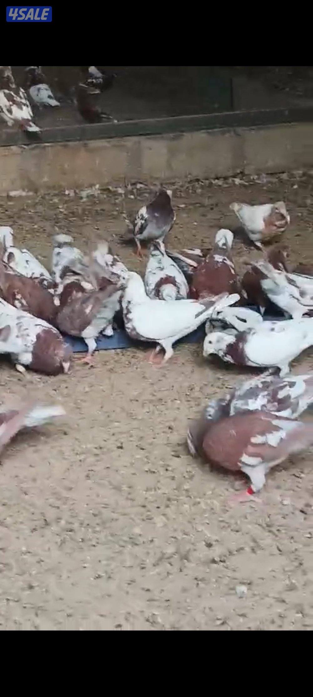 للبيع حمام زاجل دم صافي بيور
زاجل كارل ميولمنز 
و بوارين
أزواج جملة4