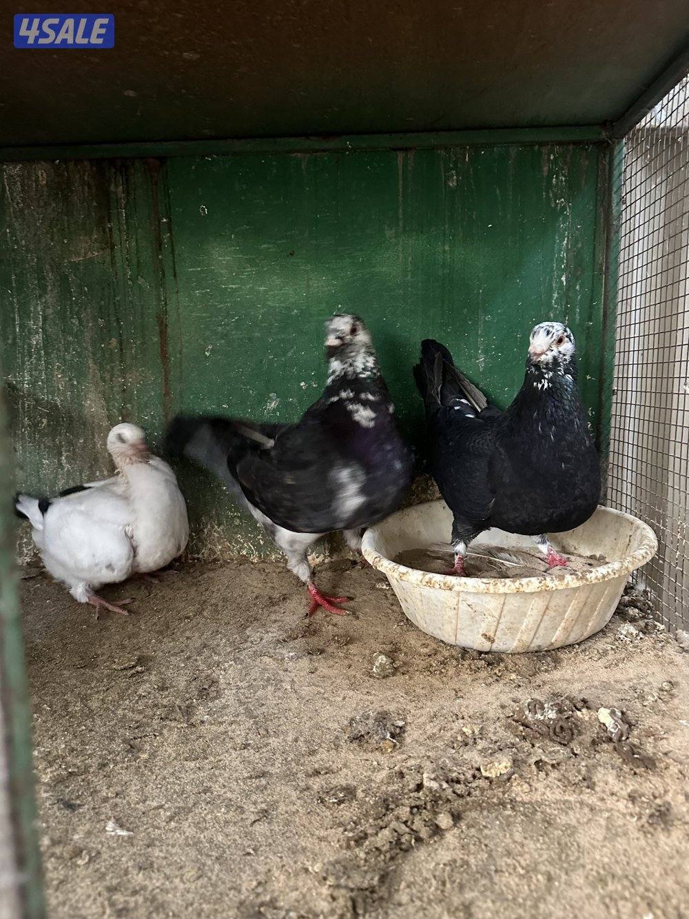 للبيع حمام1