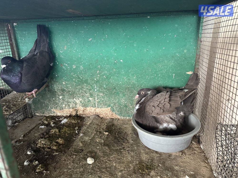 للبيع حمام2