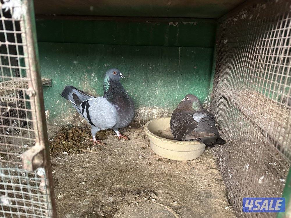 للبيع حمام3
