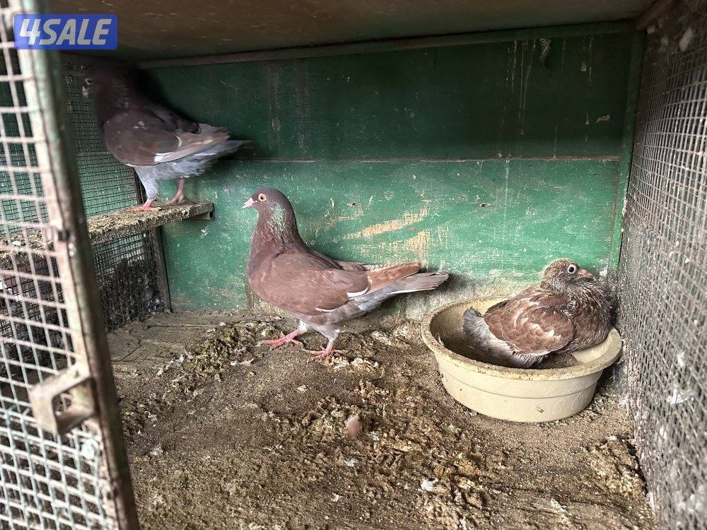 للبيع حمام4