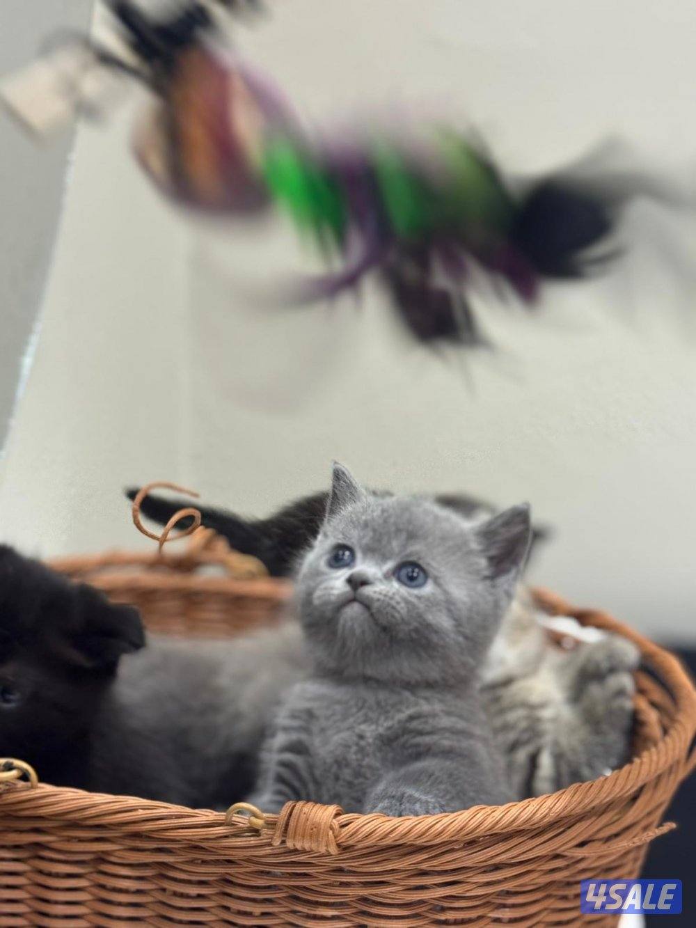 برتش بلو شورت هير0