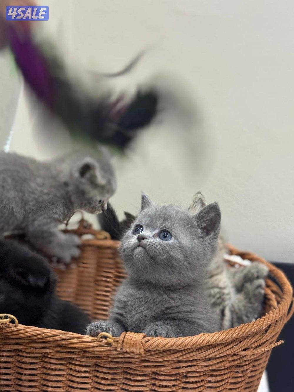 برتش بلو شورت هير2