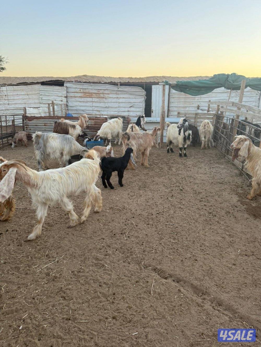 للبيع معزا ملاوين0