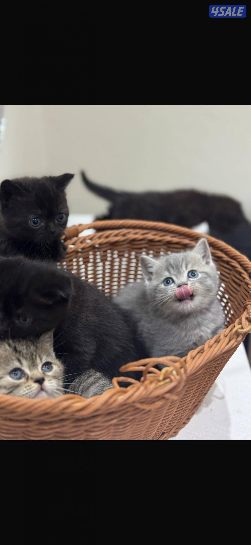 برتش بلو شورت هير1