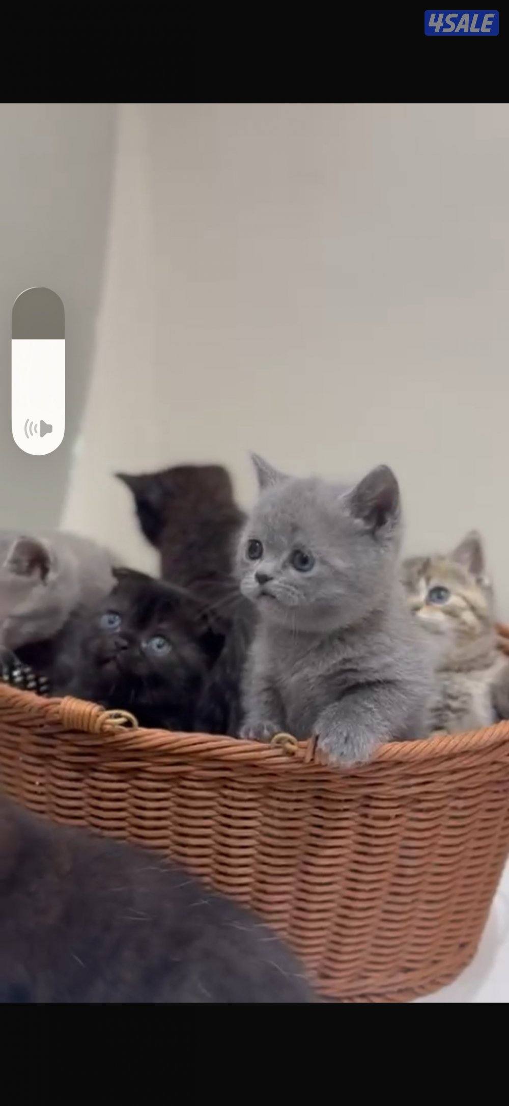 برتش بلو شورت هير4