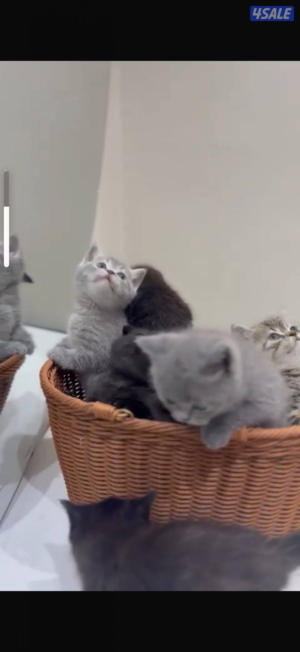 برتش بلو شورت هير5