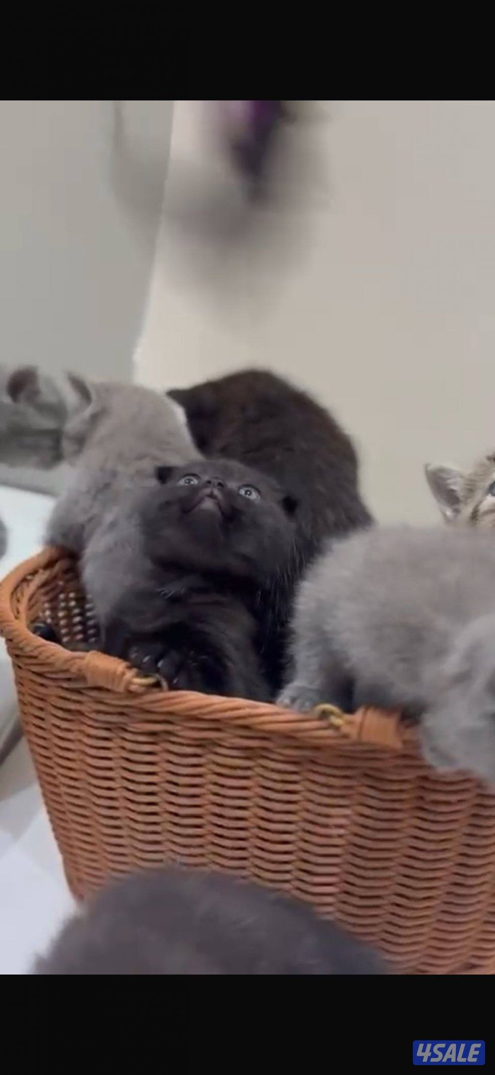 برتش بلو شورت هير6