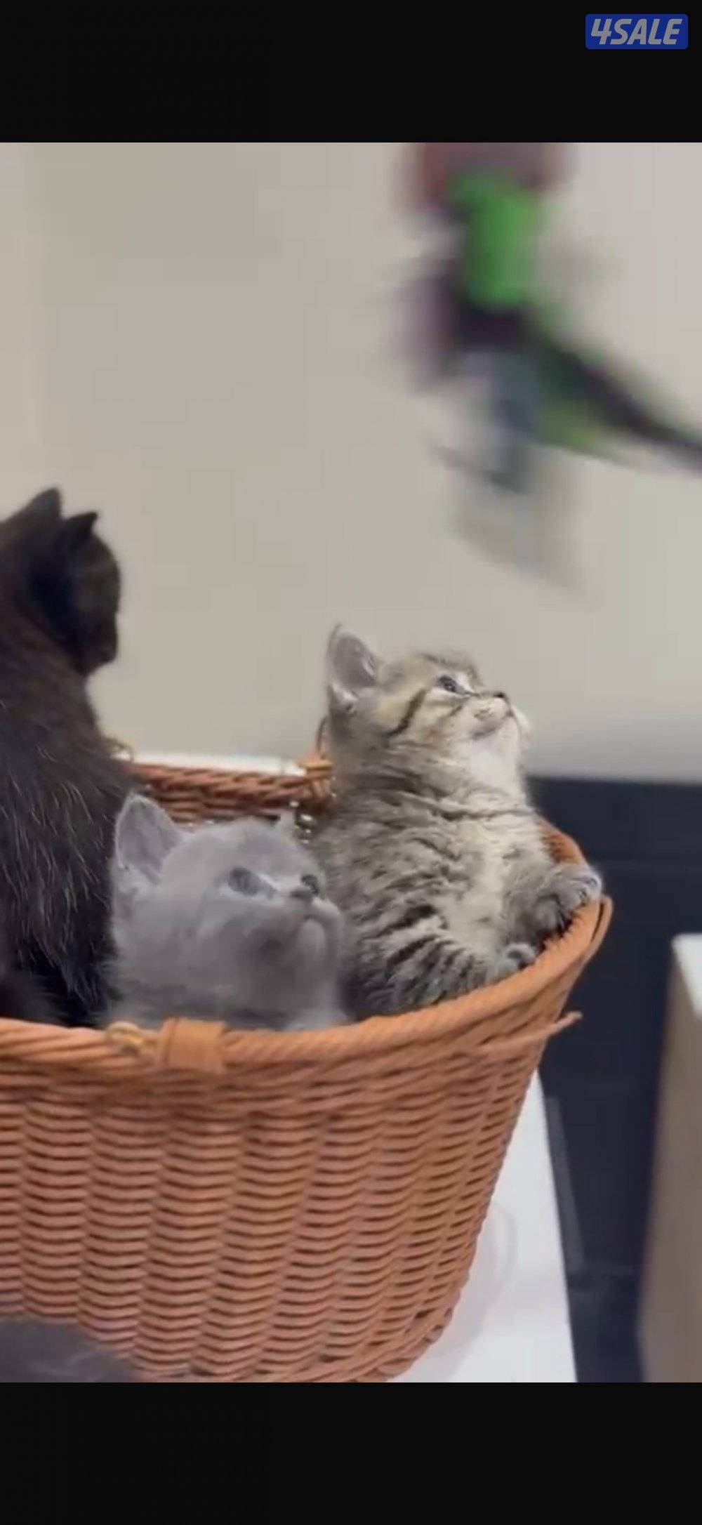 برتش بلو شورت هير7