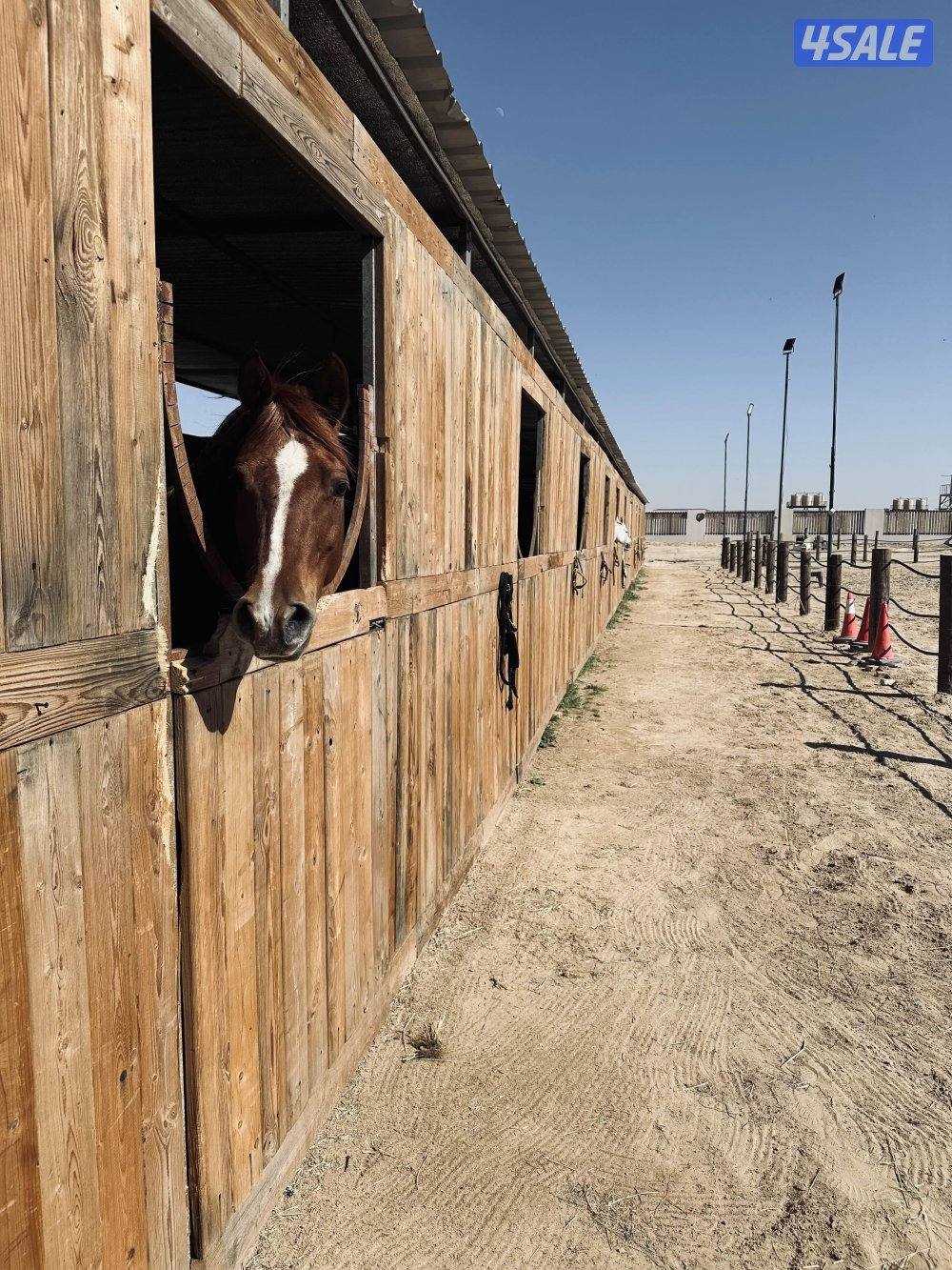 مربط جديد وعناية ممتازه عند ستاربكس ومستشفى الخيل🐎0