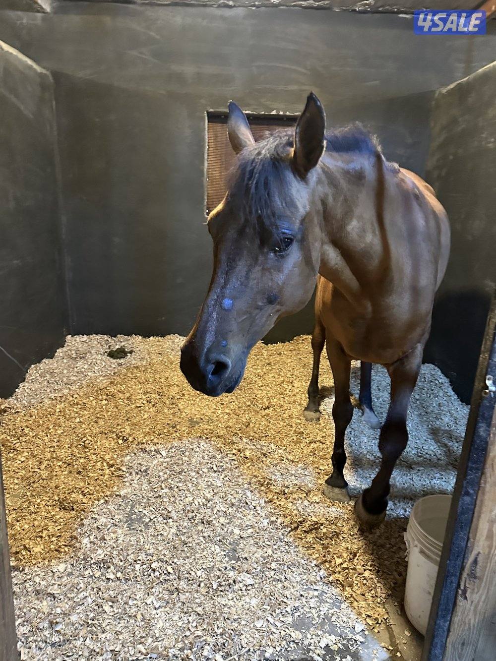 مربط جديد وعناية ممتازه عند ستاربكس ومستشفى الخيل🐎3