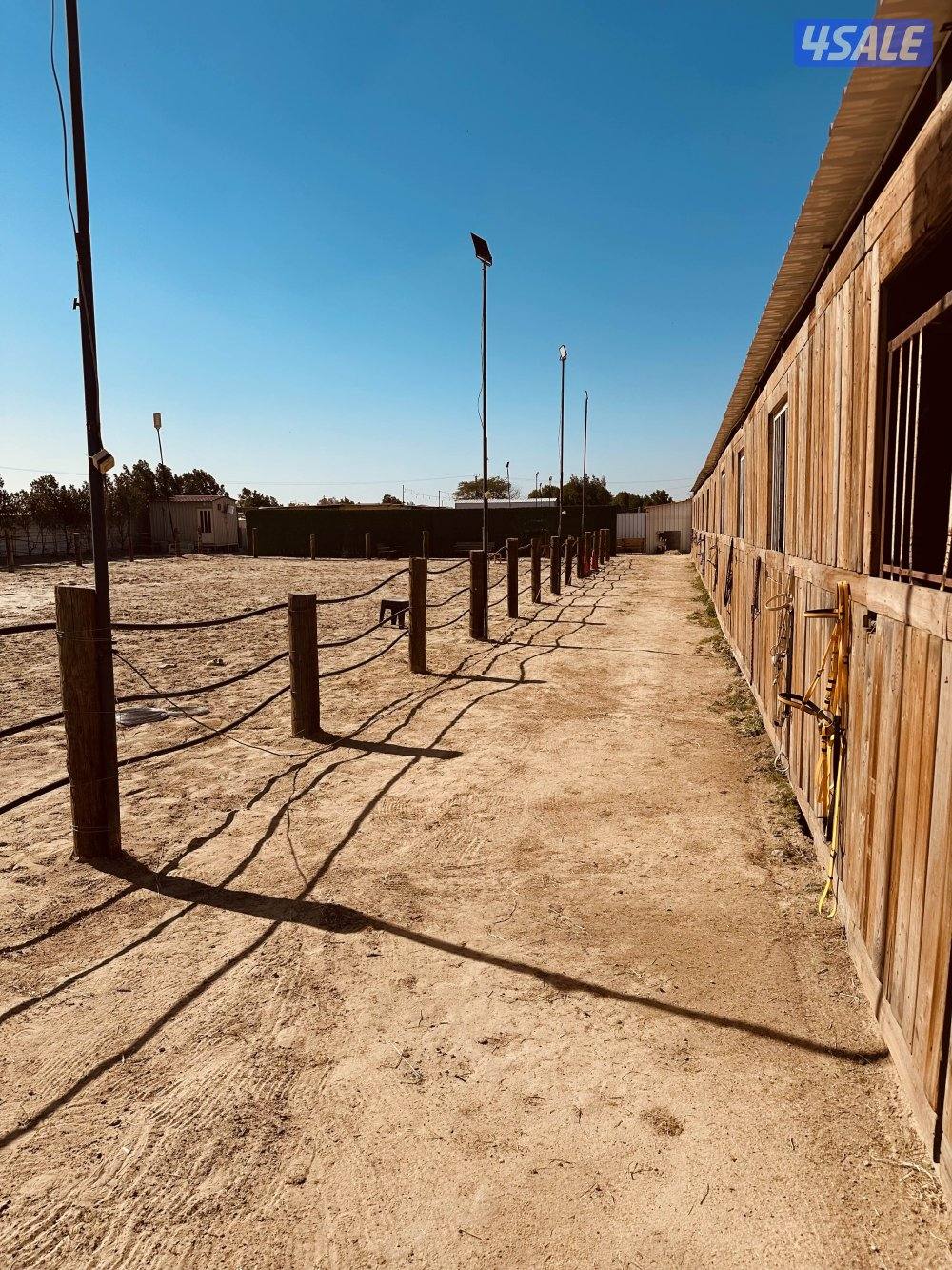 مربط جديد وعناية ممتازه عند ستاربكس ومستشفى الخيل🐎4