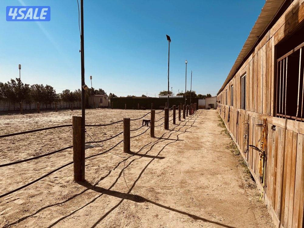 مربط جديد وعناية ممتازه عند ستاربكس ومستشفى الخيل🐎6