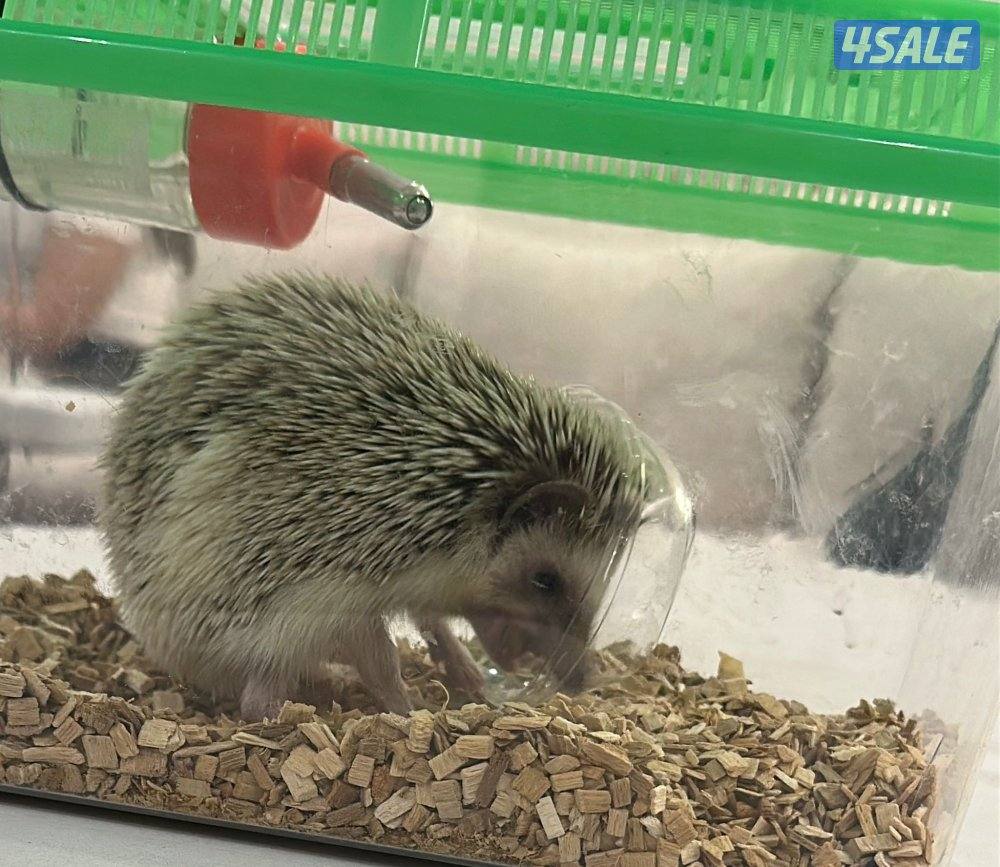 قنڤذ للبيع0