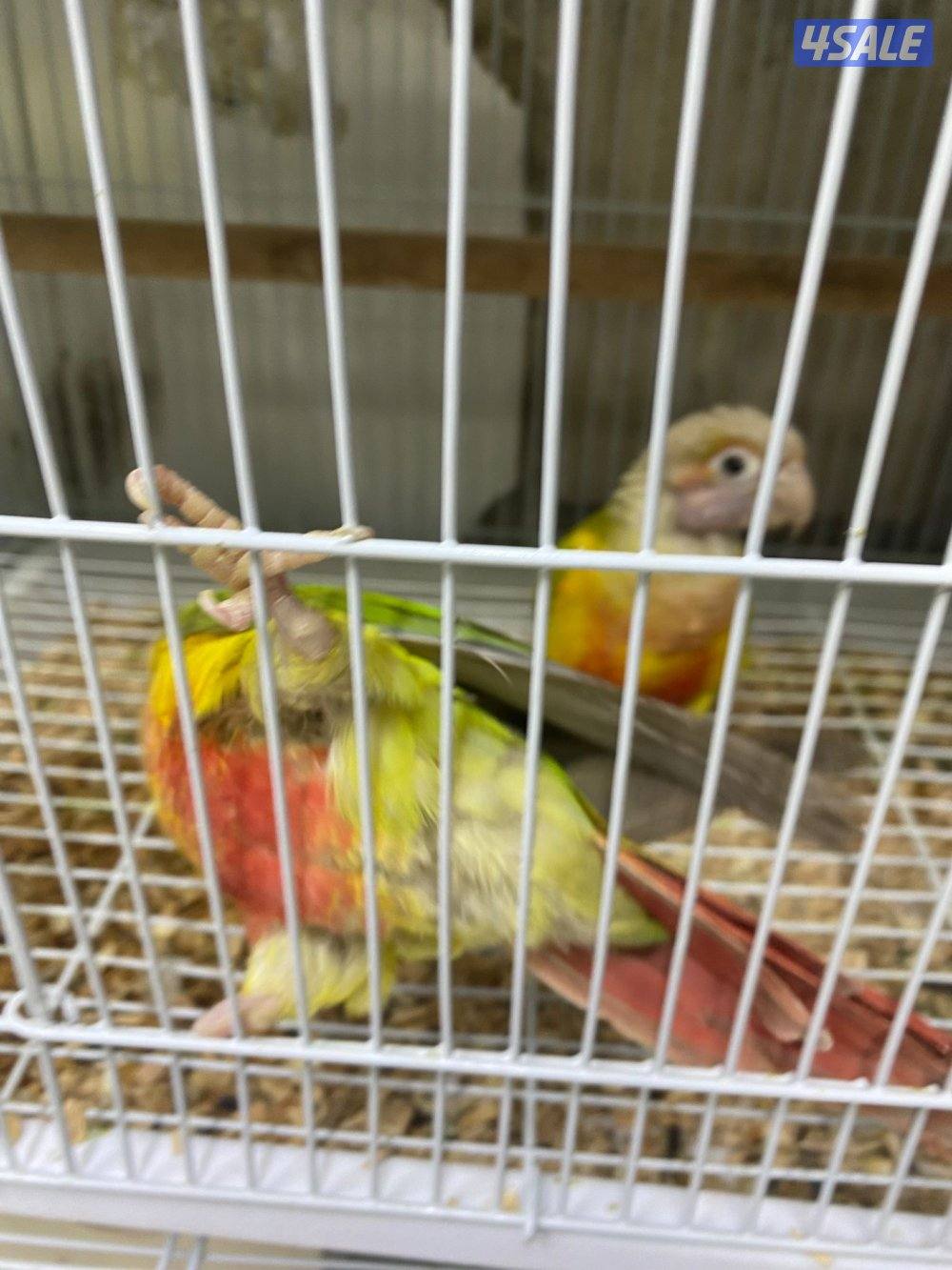 للبيع حبتين كنيور الاعمار تقريبن 7 شهور او 8 شهور غير مفحوصين0