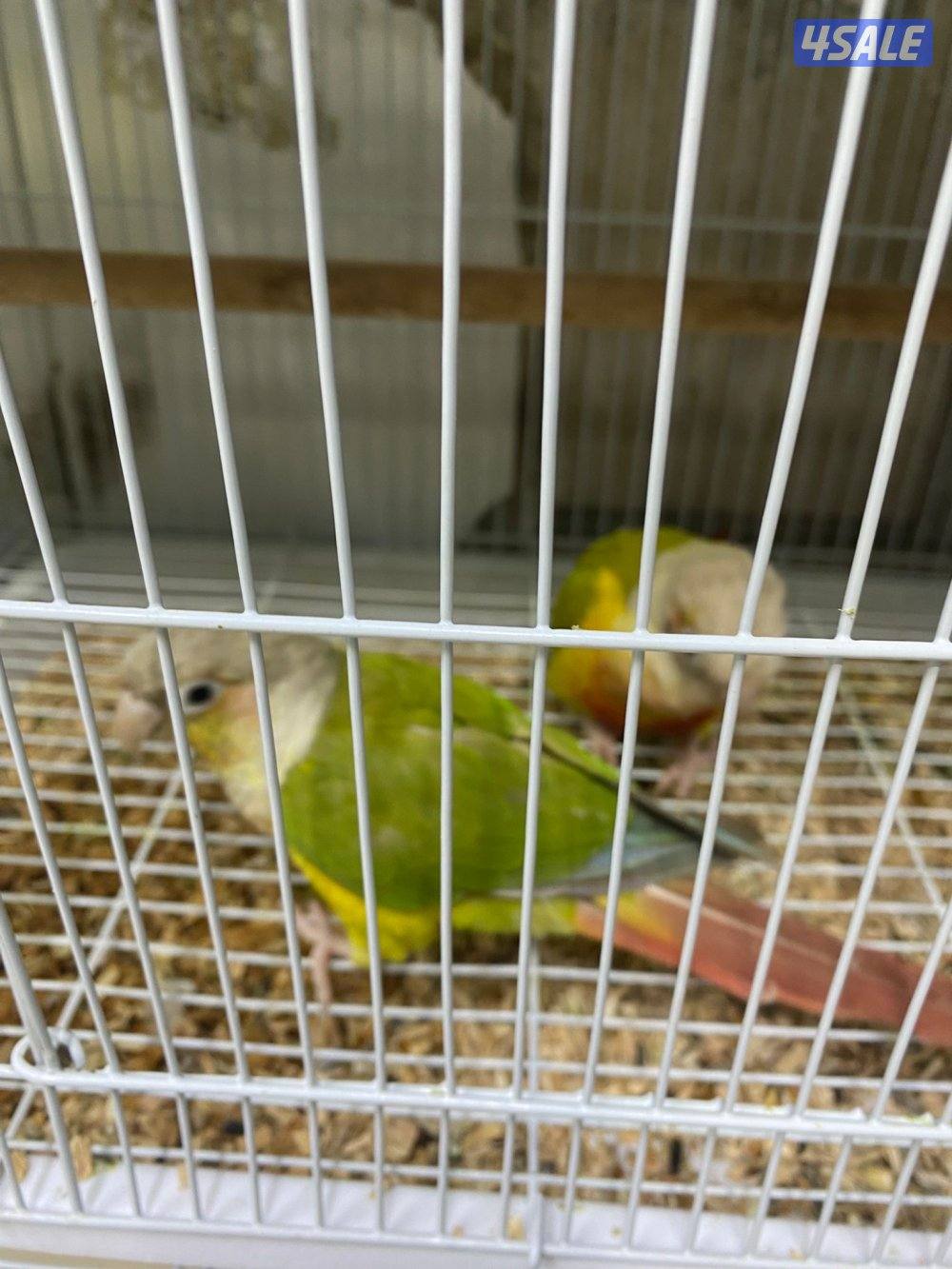 للبيع حبتين كنيور الاعمار تقريبن 7 شهور او 8 شهور غير مفحوصين2