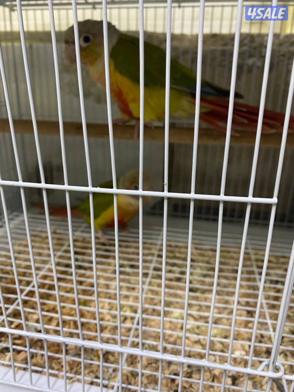 للبيع حبتين كنيور الاعمار تقريبن 7 شهور او 8 شهور غير مفحوصين3