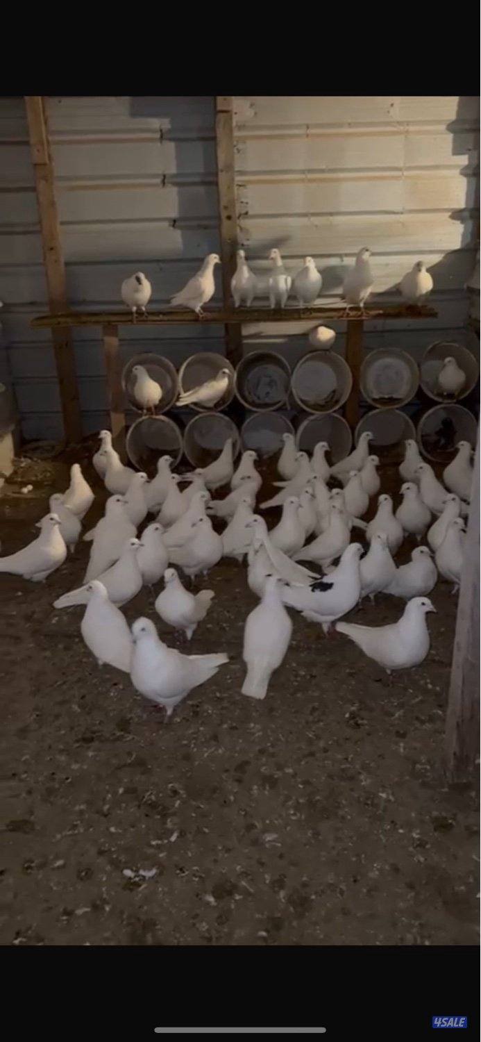 لاحم فرنسي للبيع0