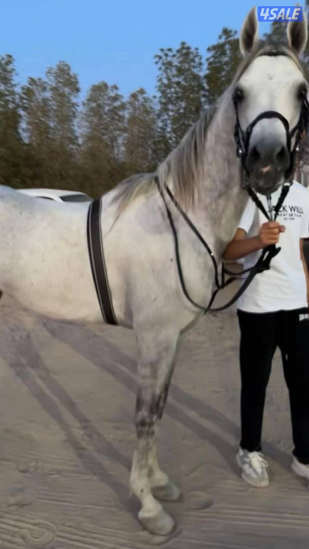 للبيع فحل بولش بيعه سريعه2