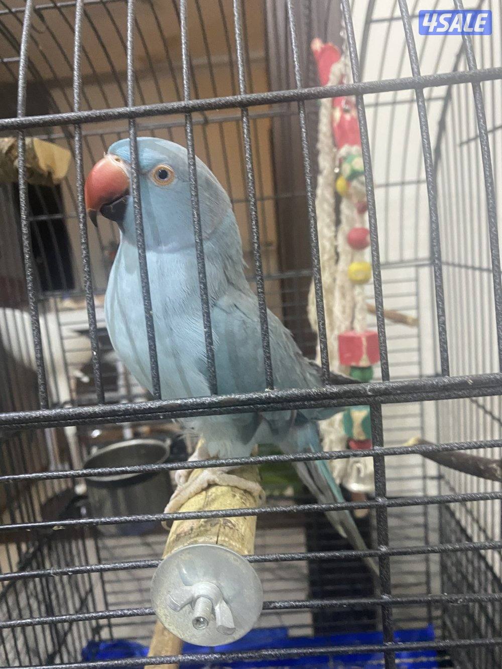 بغبغاء ازرق انثى0