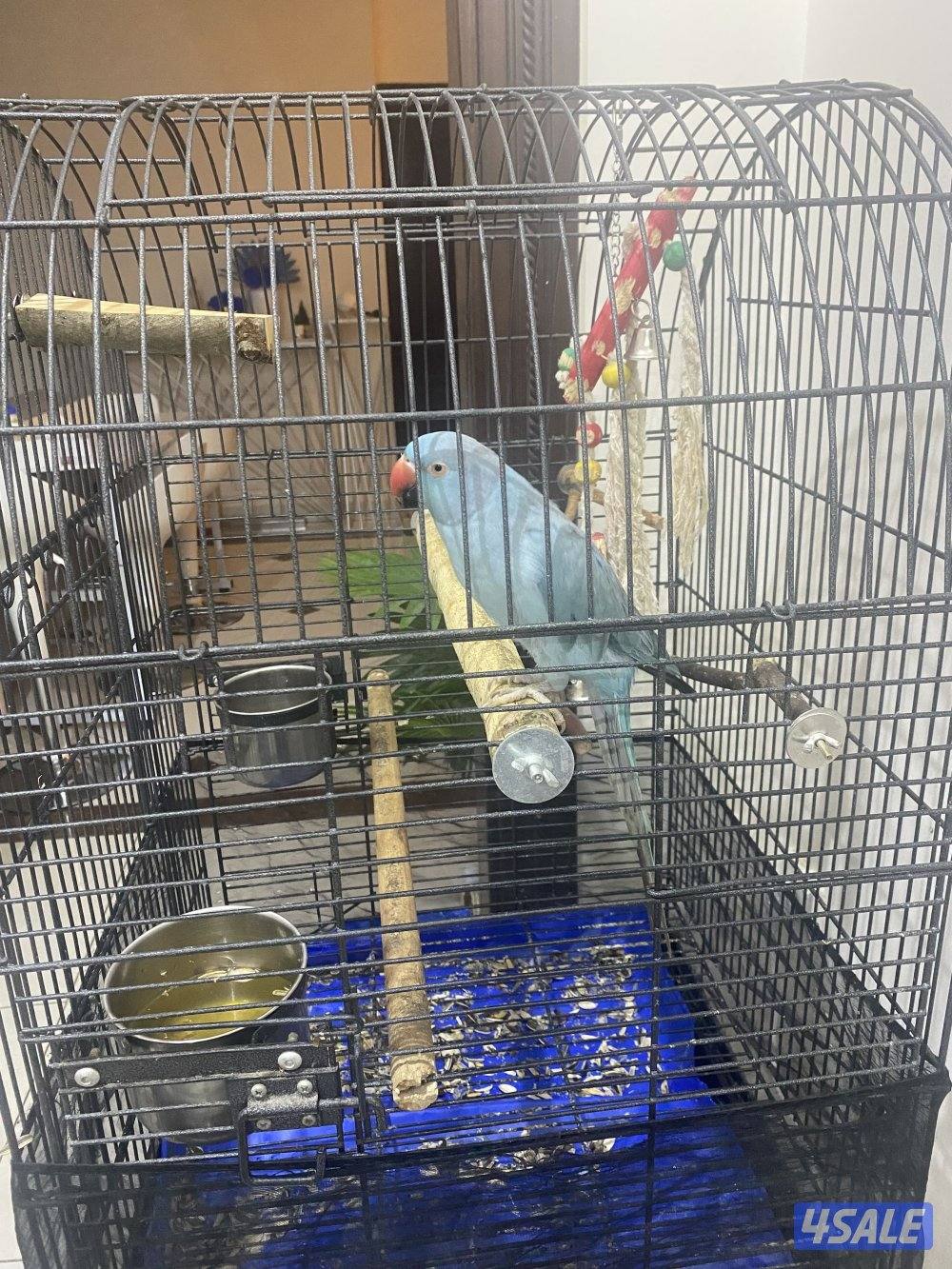 بغبغاء ازرق انثى1