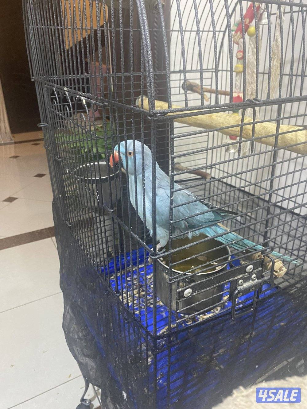 بغبغاء ازرق انثى2