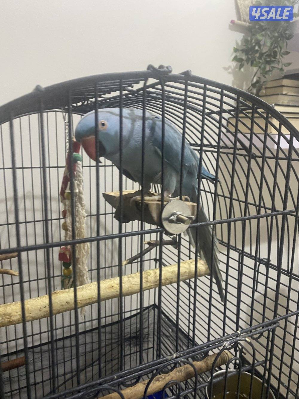 بغبغاء ازرق انثى3