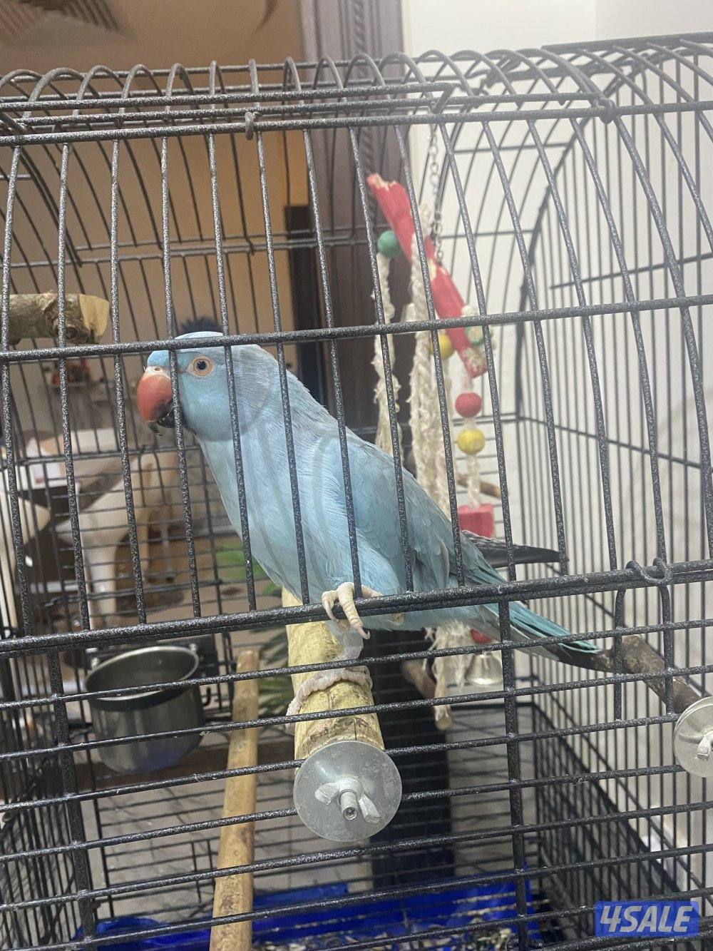 بغبغاء ازرق انثى4