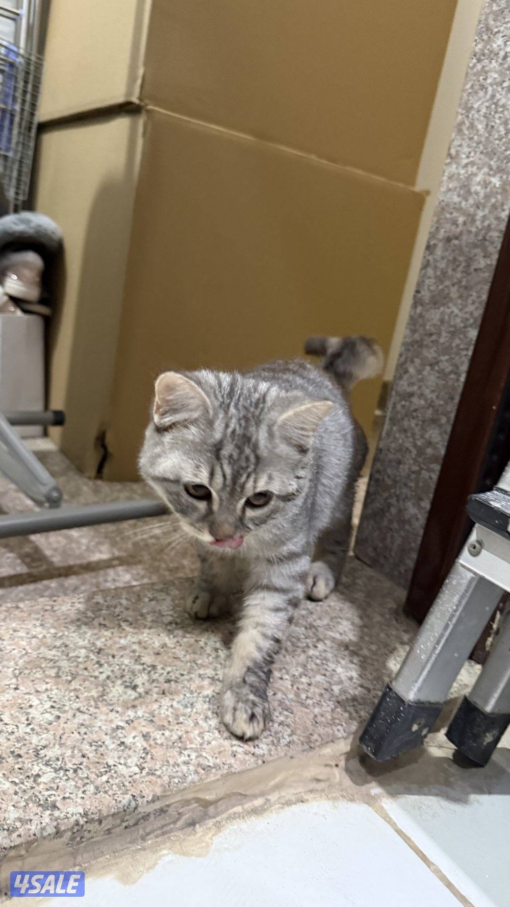 سكوتش ستريت0