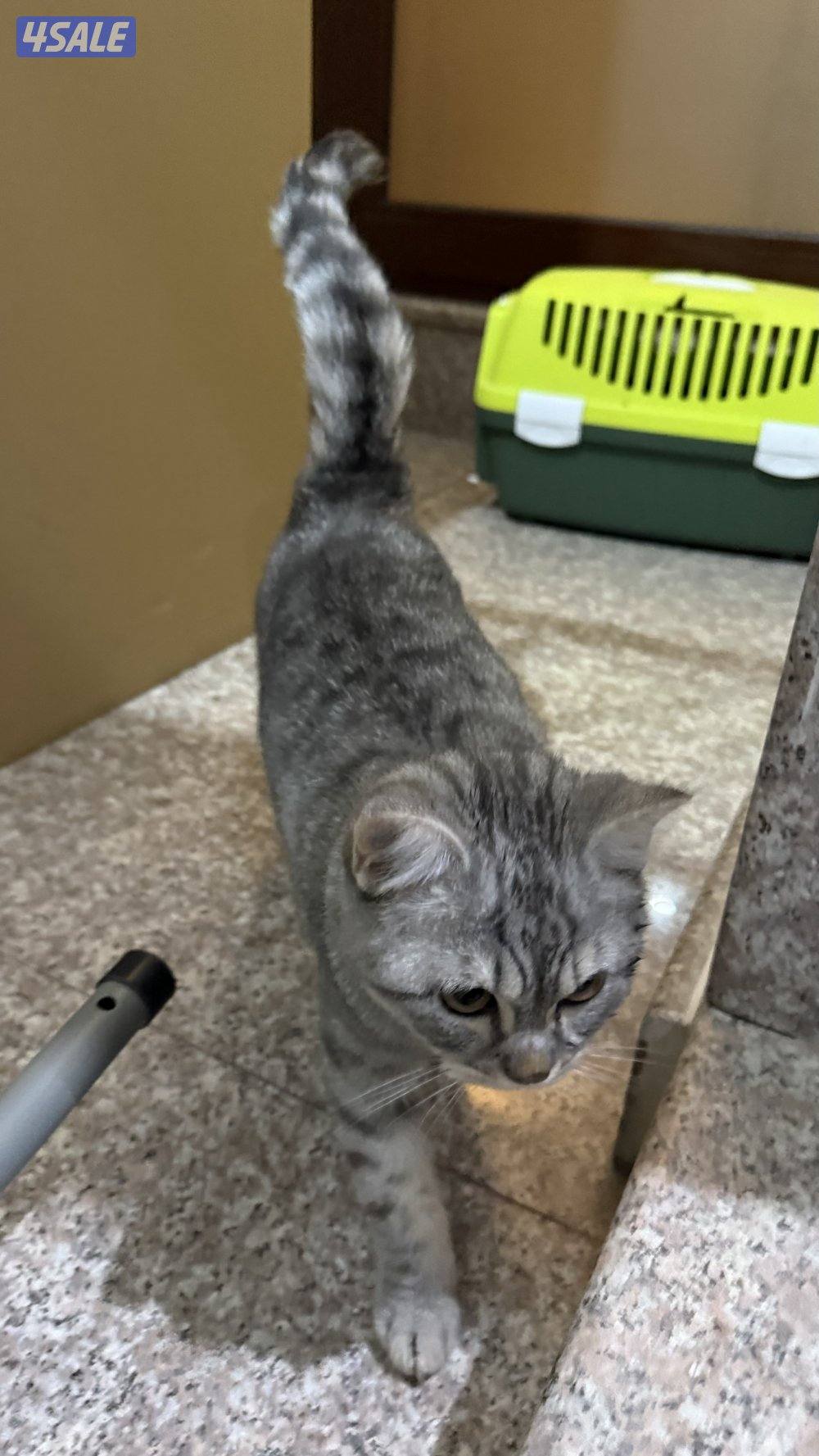 سكوتش ستريت1