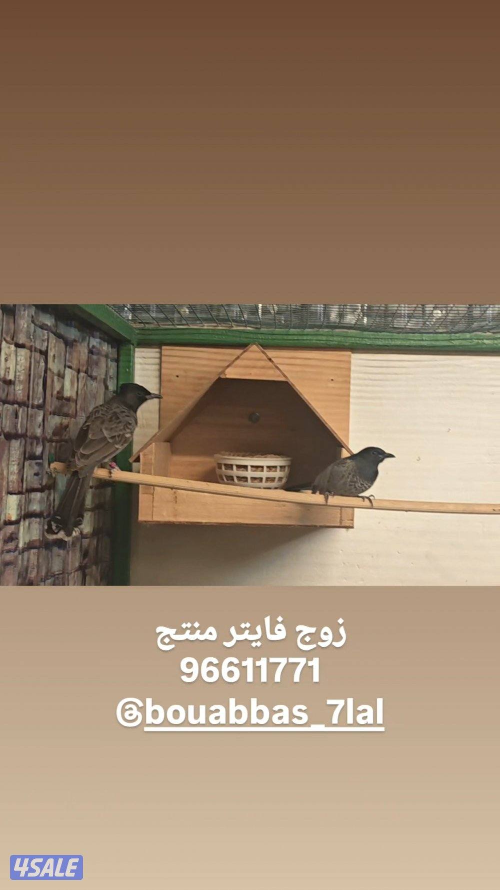 للبيع ازواج بلابل منتجه0