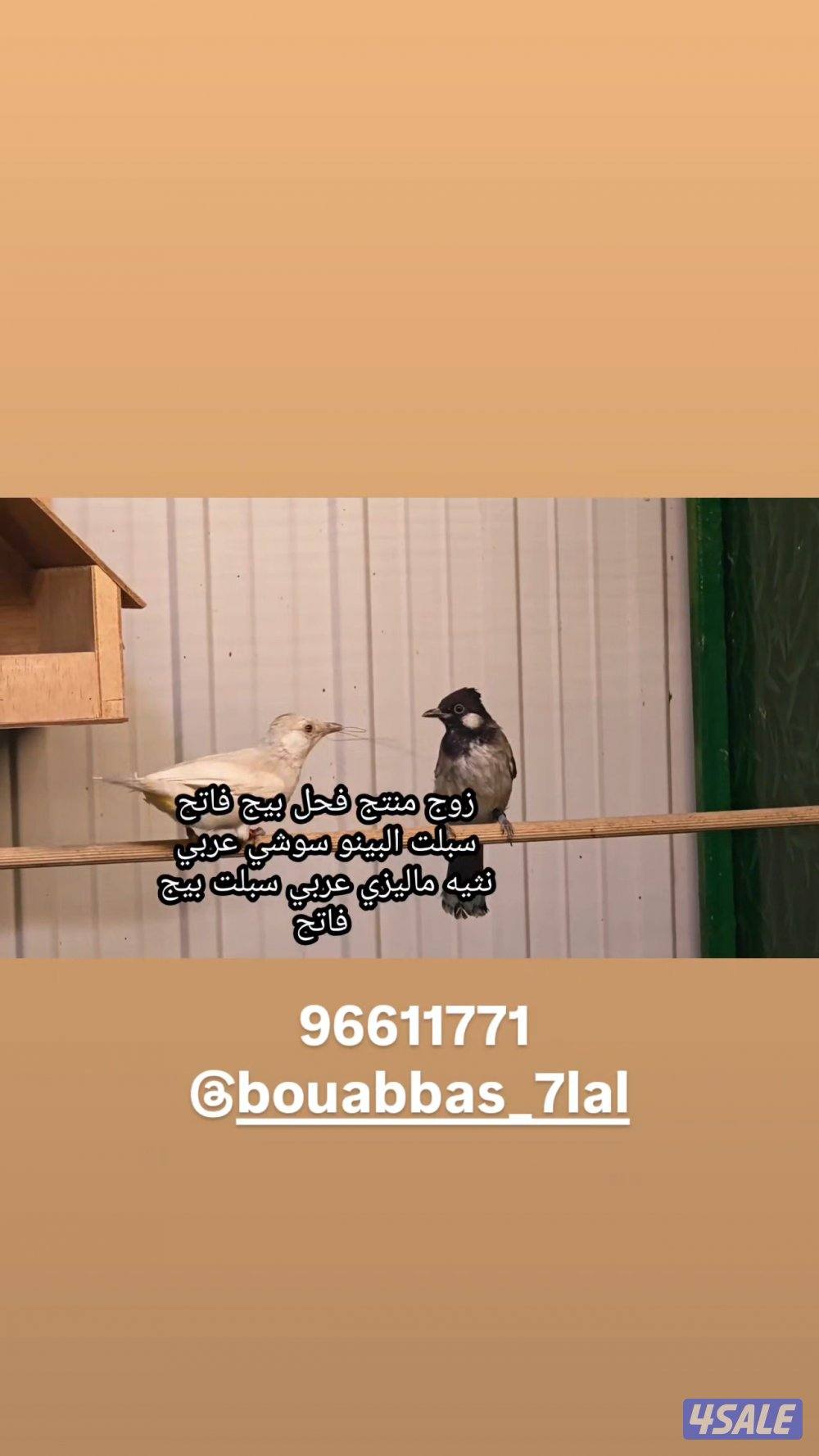 للبيع ازواج بلابل منتجه1