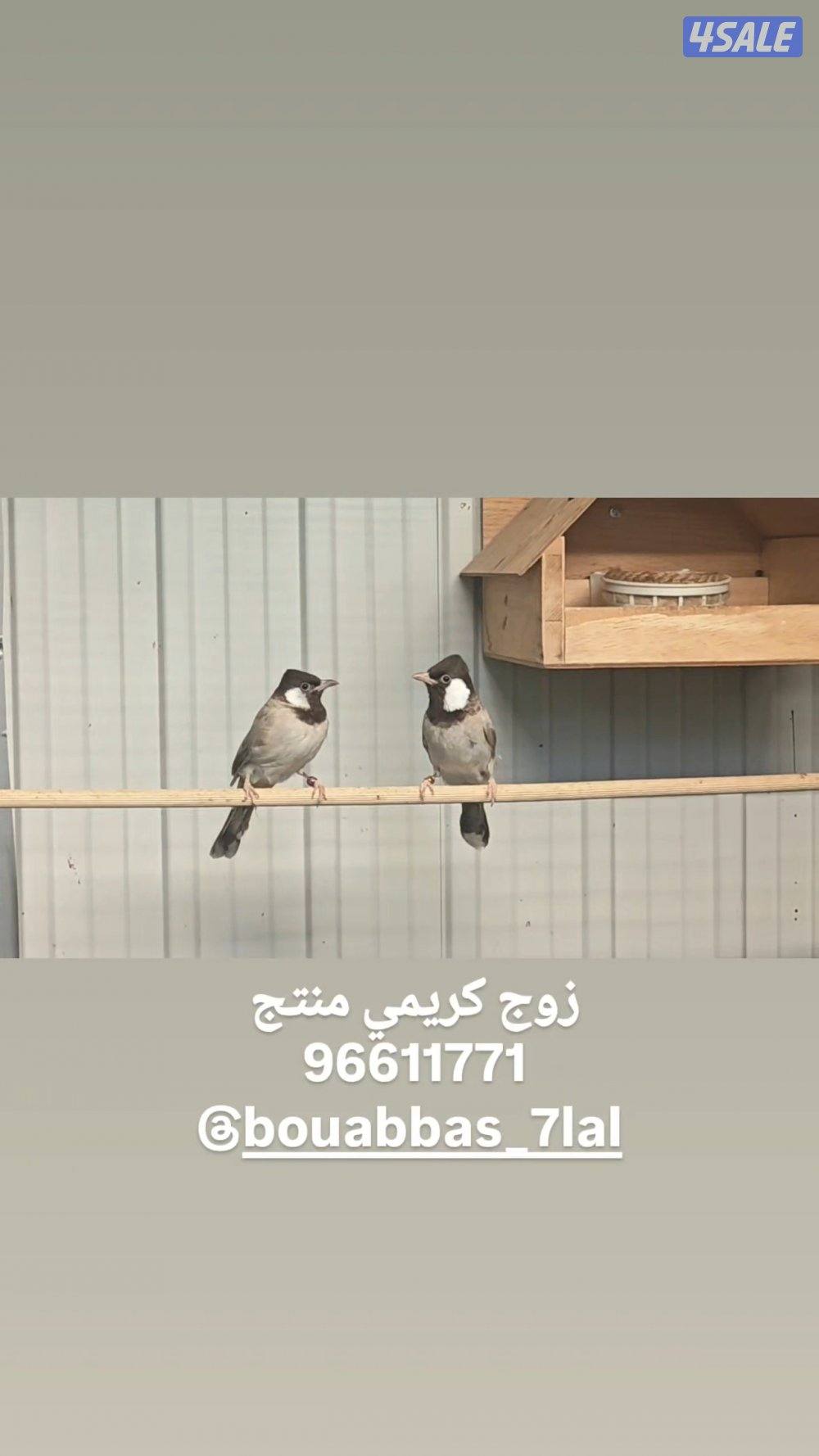 للبيع ازواج بلابل منتجه2