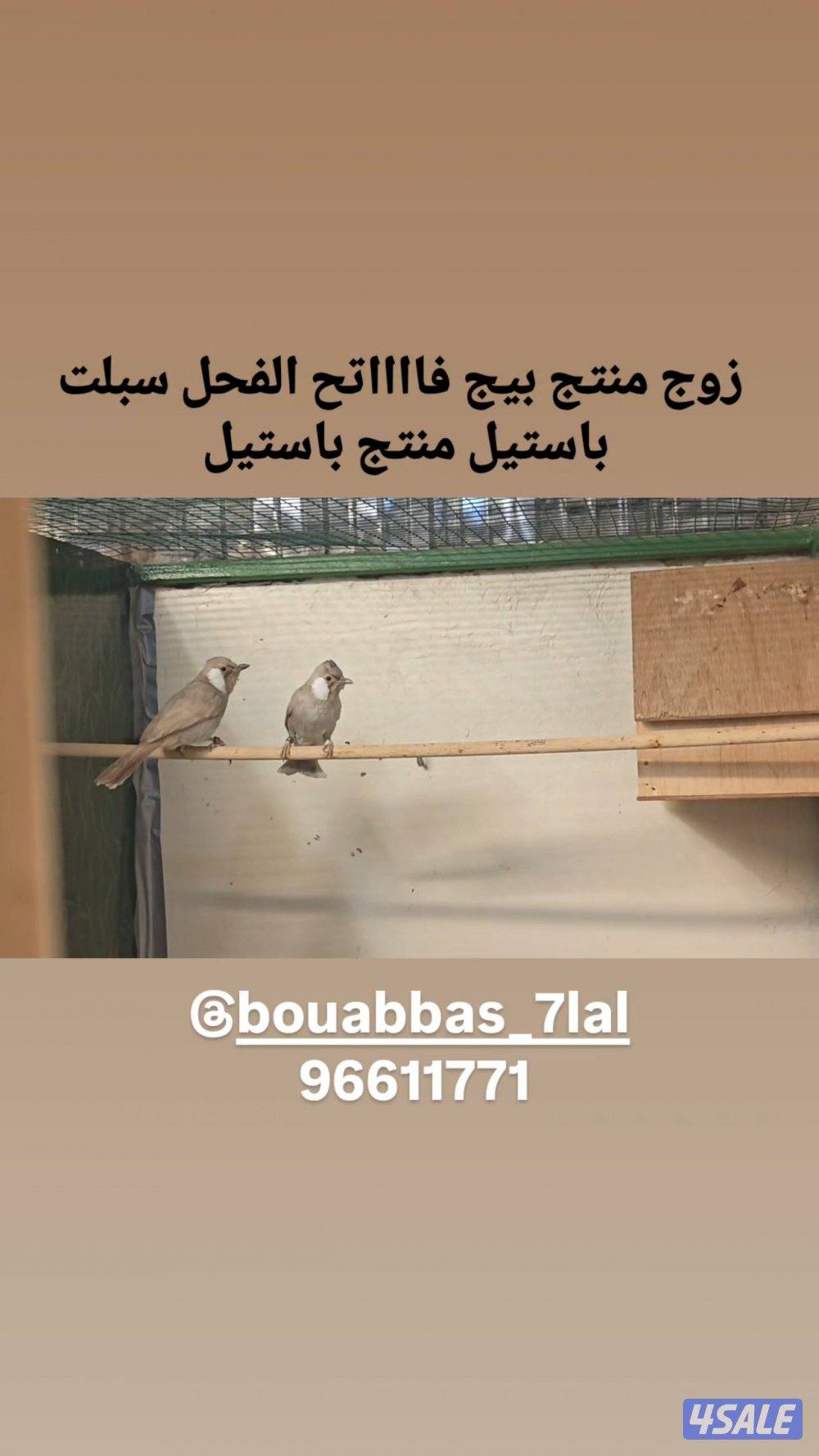 للبيع ازواج بلابل منتجه3