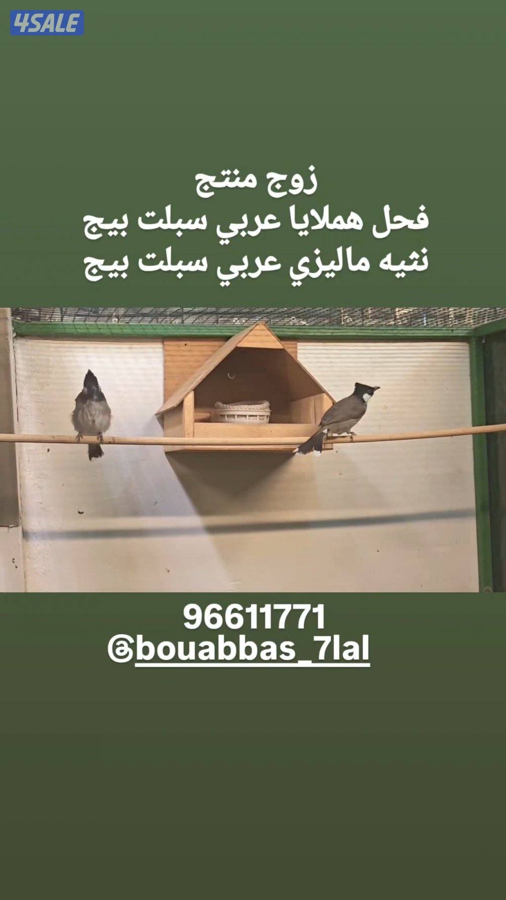 للبيع ازواج بلابل منتجه4