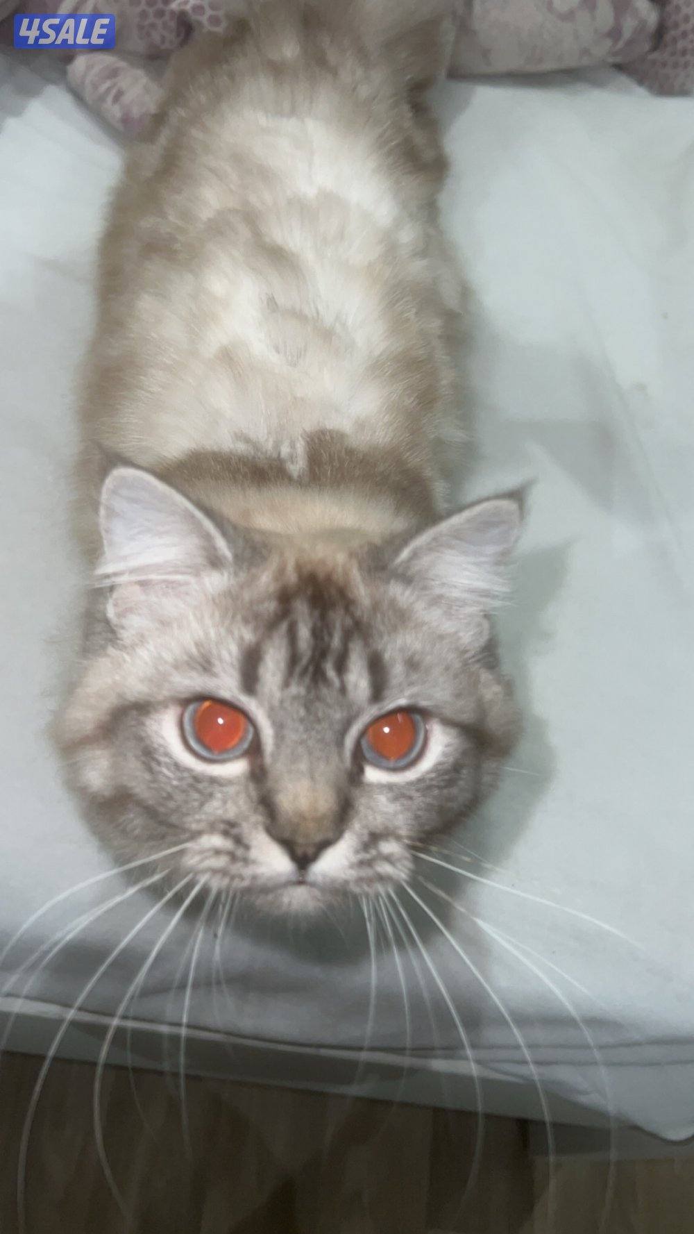 تبني قطوه ماعرف النوع خوافه شوي0