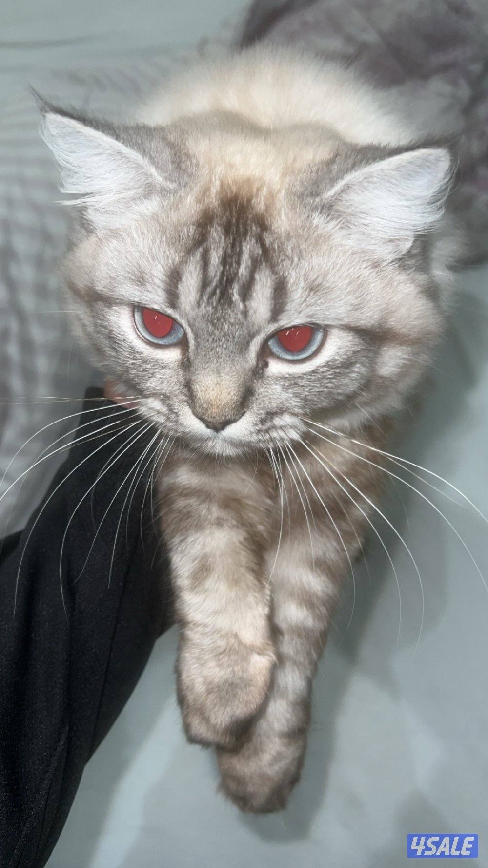 تبني قطوه ماعرف النوع خوافه شوي2