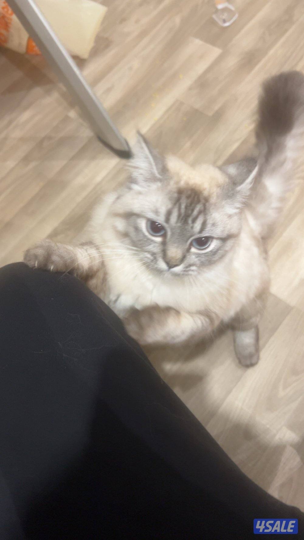 تبني قطوه ماعرف النوع خوافه شوي3