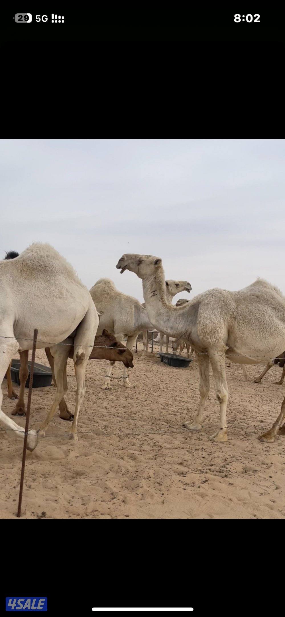 11 ناقة مغاتير بين القاح ومعاشير للبيع0