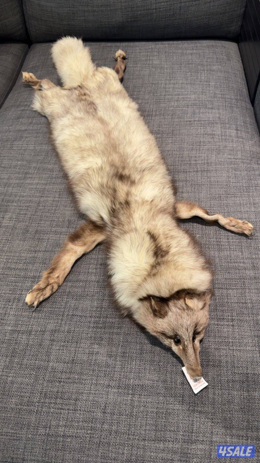 للبيع ثعالب دباغه نظيفة0